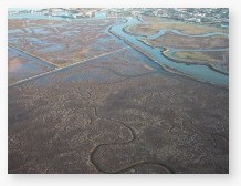 San Carlos wet-lands